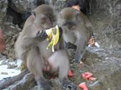 Monkey Beach, Phi Phi Don Island
