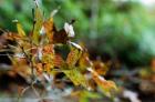 Maple in Autumn (red leaves)