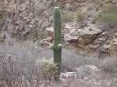 Hiking around cactus trails in Tucson<br/><br/>Tucson has many great hiking trails for hiking lovers
